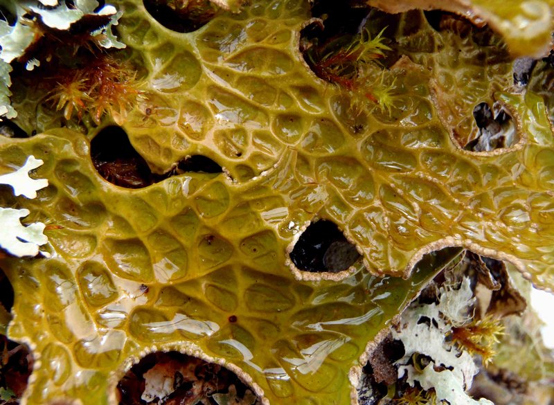 Lobaria pulmonaria