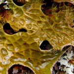 Lobaria pulmonaria