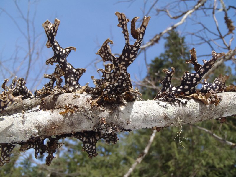 Lobaria pulmonaria