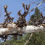 Lobaria pulmonaria