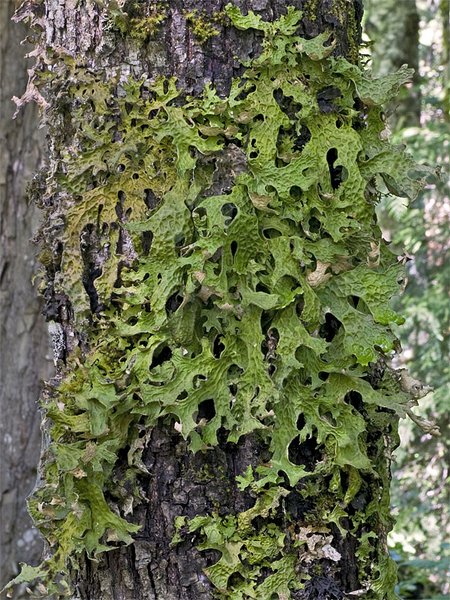 Lobaria pulmonaria