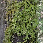 Lobaria pulmonaria