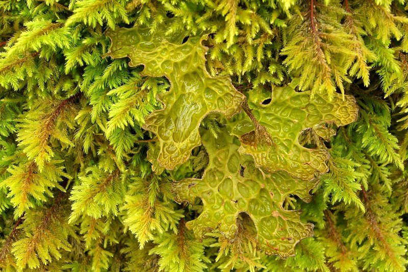 Lobaria pulmonaria