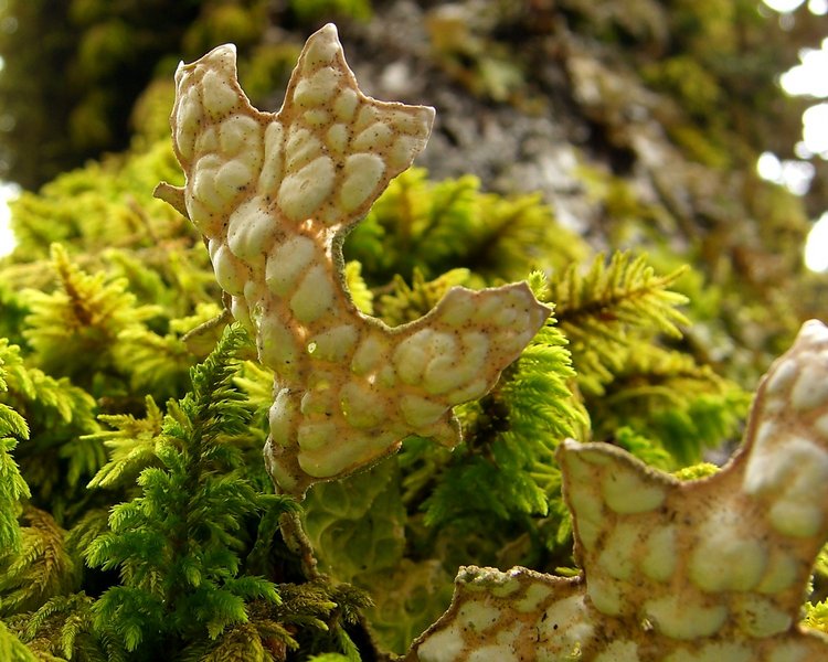 Lobaria pulmonaria