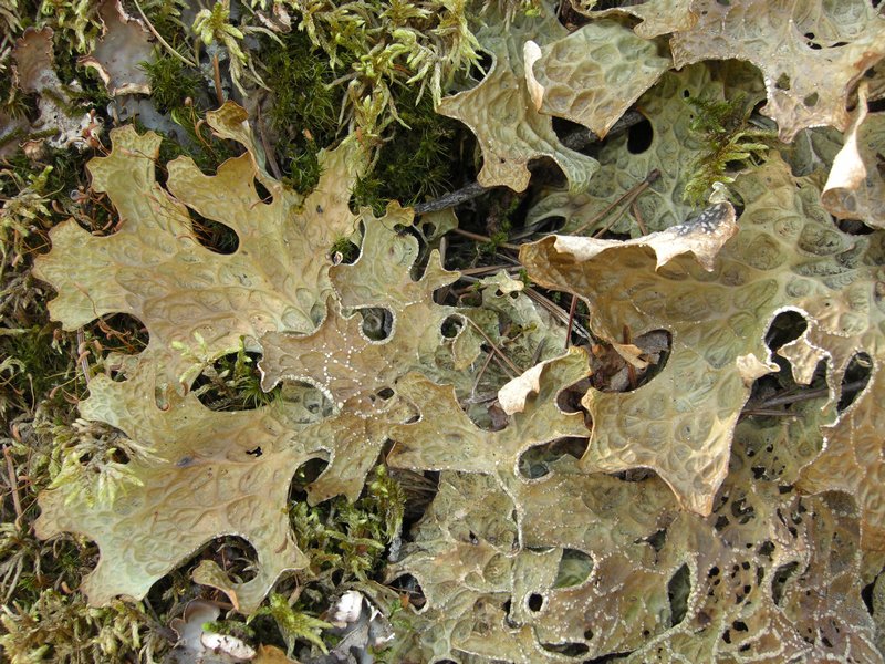 Lobaria pulmonaria