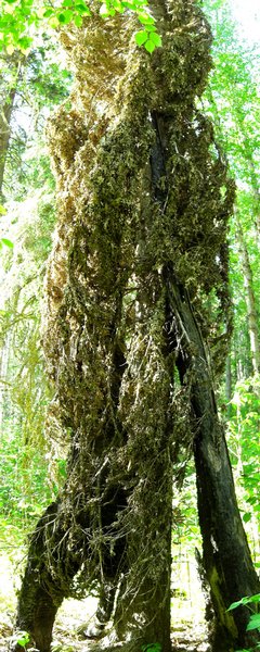 Lobaria pulmonaria