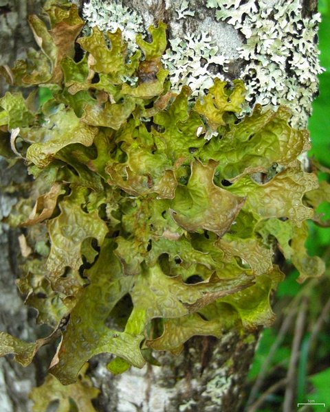 Lobaria pulmonaria