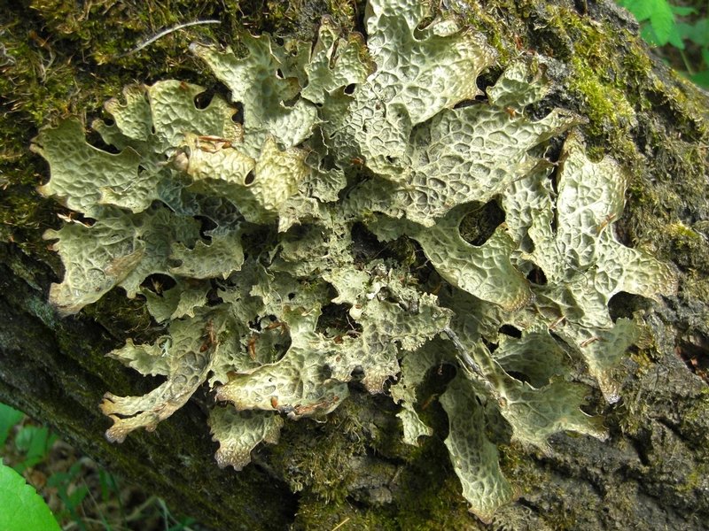 Lobaria pulmonaria