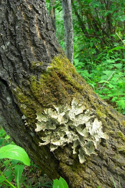 Lobaria pulmonaria