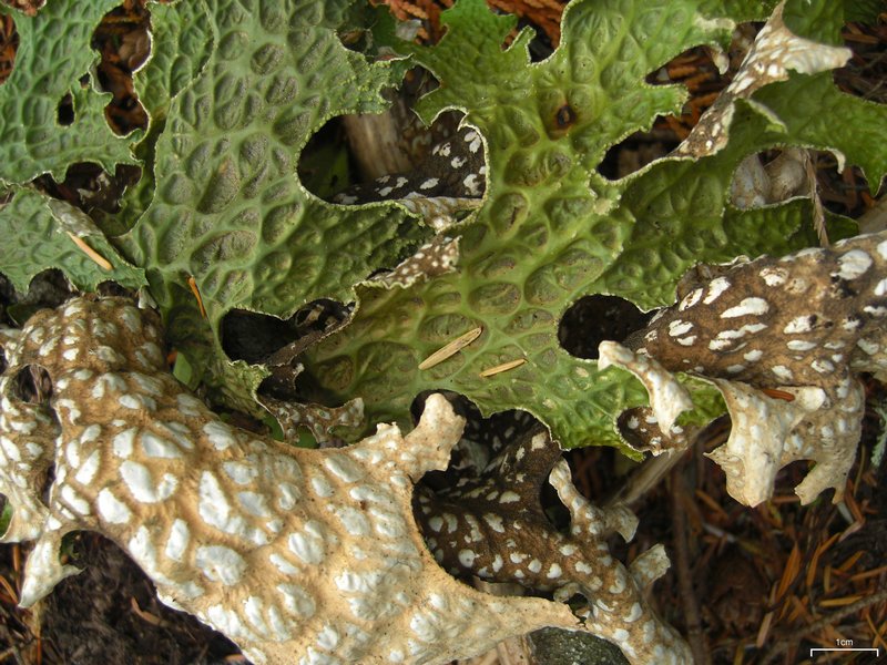 Lobaria pulmonaria