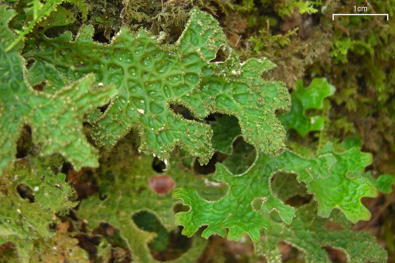 Lobaria pulmonaria