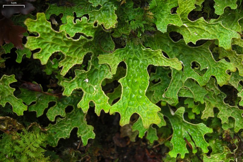 Lobaria pulmonaria