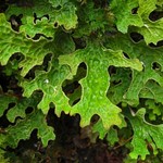 Lobaria pulmonaria