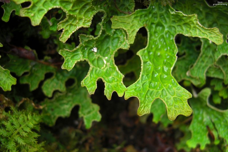 Lobaria pulmonaria