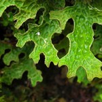 Lobaria pulmonaria