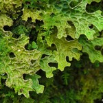 Lobaria pulmonaria
