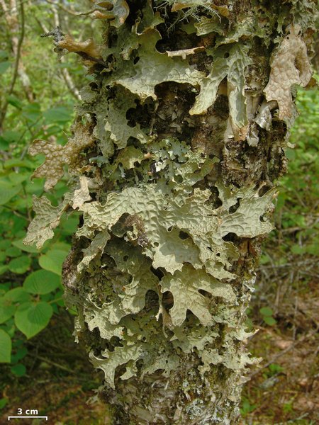 Lobaria pulmonaria