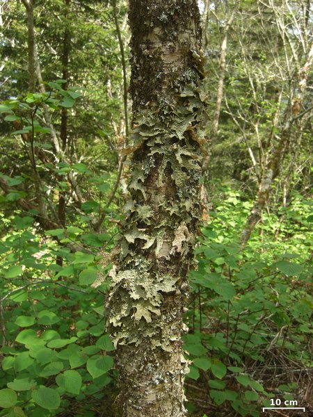 Lobaria pulmonaria