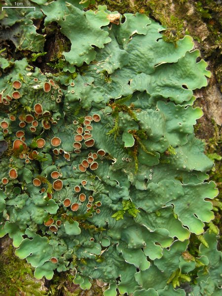 Lobaria quercizans