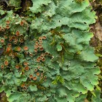 Lobaria quercizans