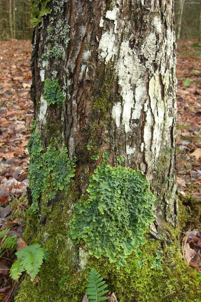 Lobaria quercizans