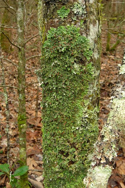 Lobaria quercizans