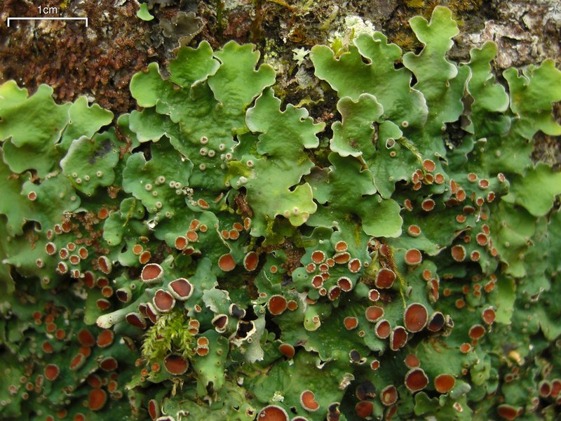 Lobaria quercizans