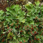 Lobaria quercizans