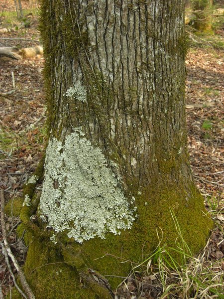 Lobaria quercizans