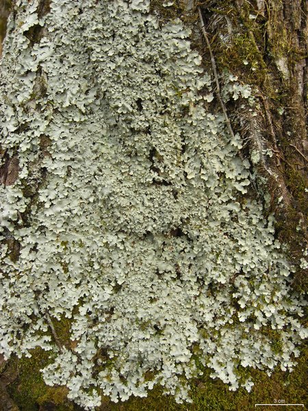 Lobaria quercizans