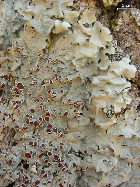 Lobaria quercizans