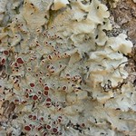 Lobaria quercizans