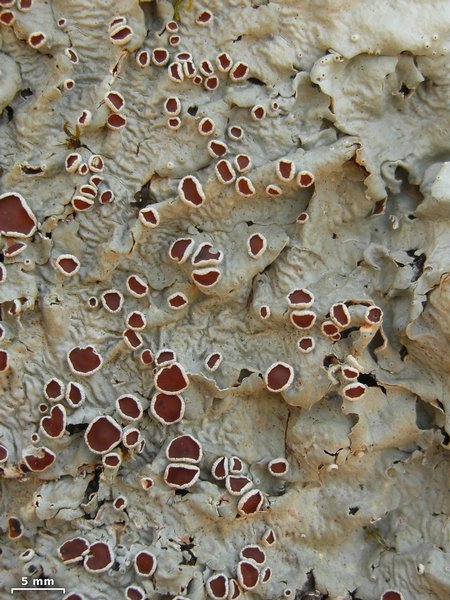 Lobaria quercizans