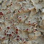 Lobaria quercizans