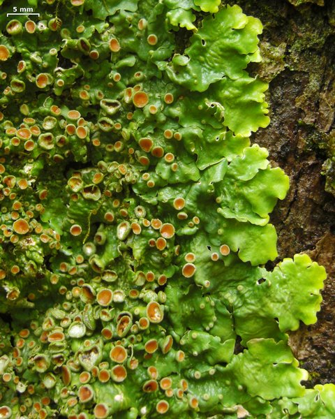 Lobaria quercizans