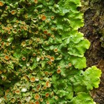 Lobaria quercizans