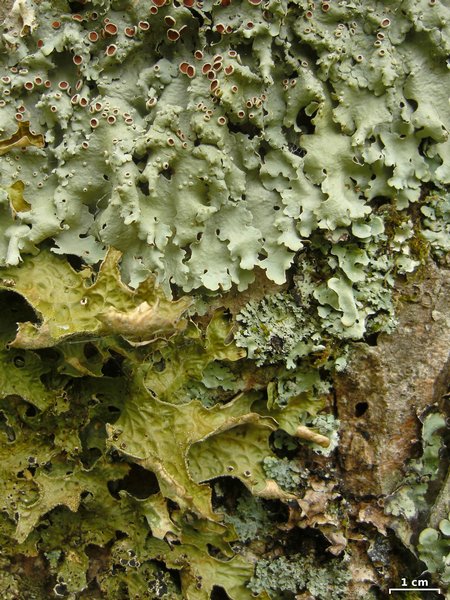 Lobaria quercizans