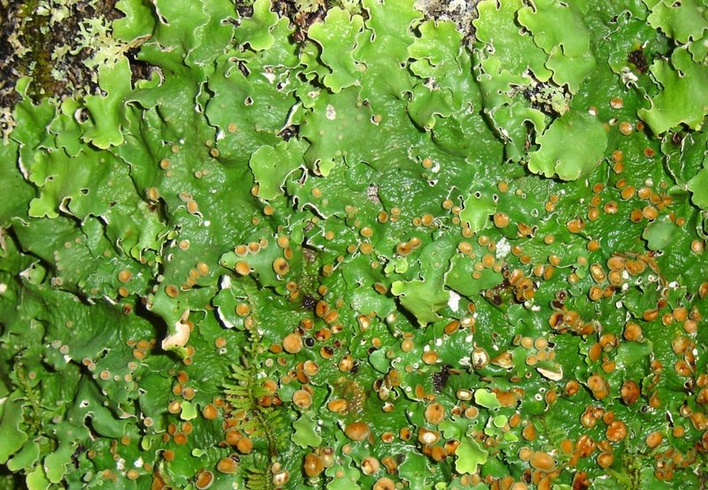 Lobaria quercizans