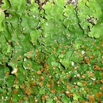 Lobaria quercizans