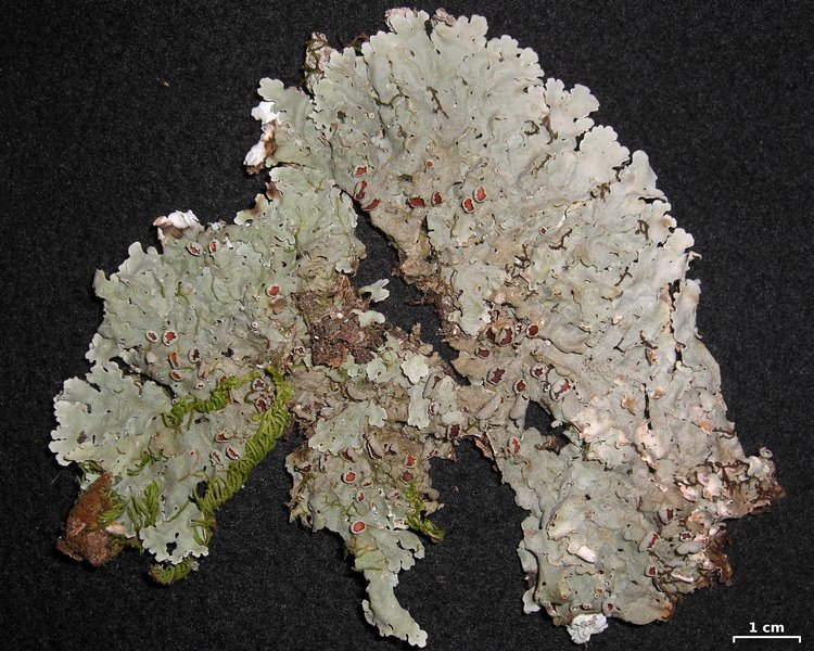Lobaria ravenelii