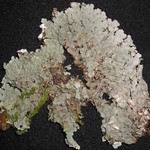 Lobaria ravenelii