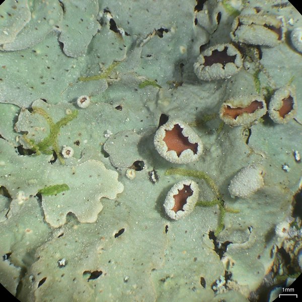 Lobaria ravenelii
