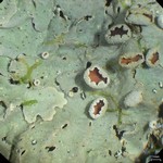 Lobaria ravenelii