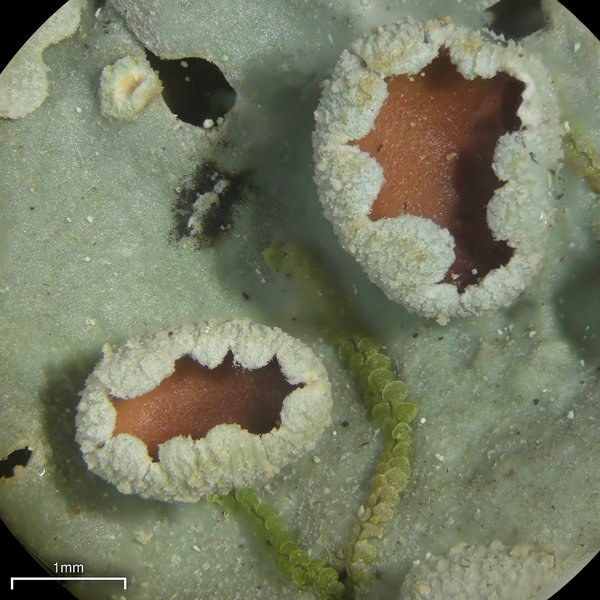 Lobaria ravenelii