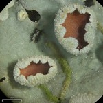 Lobaria ravenelii