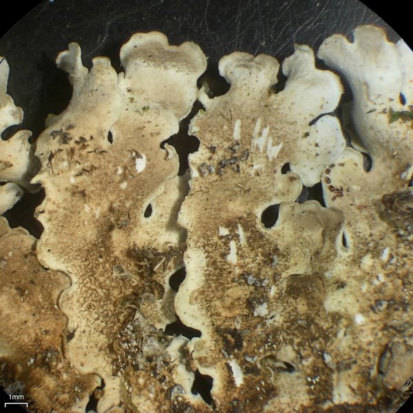 Lobaria ravenelii