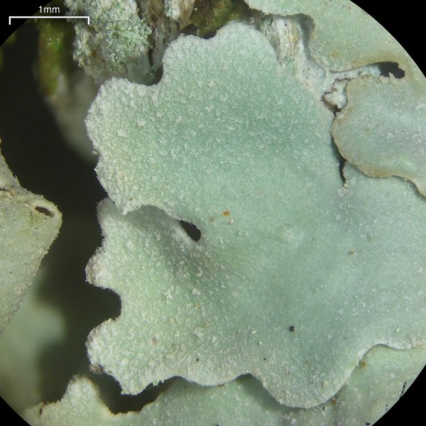 Lobaria ravenelii