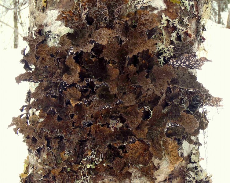 Lobaria retigera