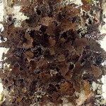 Lobaria retigera