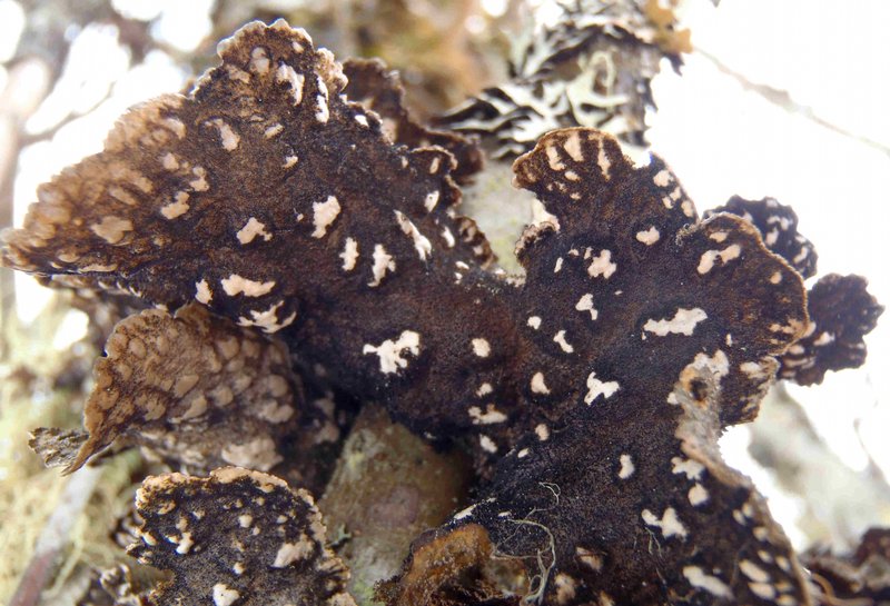 Lobaria retigera